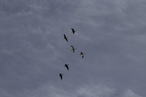 FFO-52