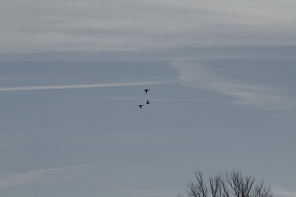 FFO-48